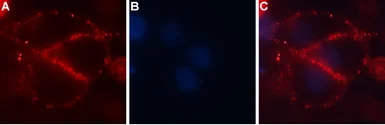 Anti-CACNA2D4 antibody used in Live cell imaging (LCI). GTX16619