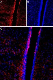 Anti-TRPC4 antibody used in IHC (Frozen sections) (IHC-Fr). GTX16627