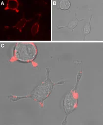 Anti-TRPC4 antibody used in Live cell imaging (LCI). GTX16627