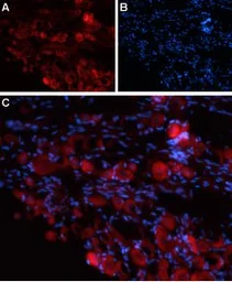 Anti-TRPV4 antibody used in IHC (Frozen sections) (IHC-Fr). GTX16630