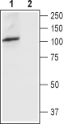 Anti-TRPV4 antibody used in Western Blot (WB). GTX16630