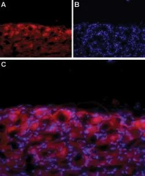 Anti-Cav1.3 antibody used in IHC (Frozen sections) (IHC-Fr). GTX16633