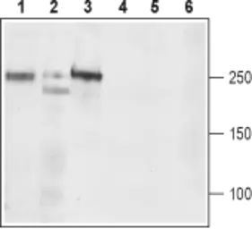 Anti-Cav1.3 antibody used in Western Blot (WB). GTX16633