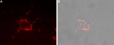 Anti-Cav1.3 antibody used in Live cell imaging (LCI). GTX16633