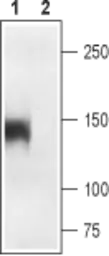 Anti-Cav1.1 antibody used in Western Blot (WB). GTX16634