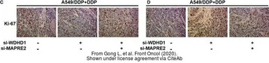 Anti-Ki67 antibody [SP6] used in IHC (Paraffin sections) (IHC-P). GTX16667