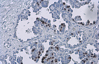 Anti-Ki67 antibody [SP6] used in IHC (Paraffin sections) (IHC-P). GTX16667