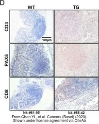 Anti-CD3 antibody [SP7] used in IHC (Paraffin sections) (IHC-P). GTX16669