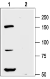 Anti-Kv12.1 antibody used in Western Blot (WB). GTX16687