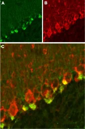 Anti-KCNAB2 antibody used in IHC (Frozen sections) (IHC-Fr). GTX16689