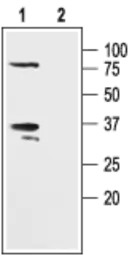 Anti-KCNAB2 antibody used in Western Blot (WB). GTX16689