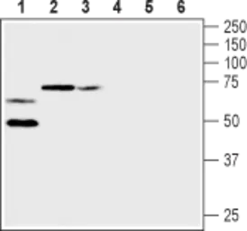 Anti-Kv1.2 antibody used in Western Blot (WB). GTX16774