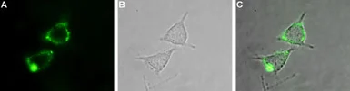 Anti-Kv1.2 antibody used in Live cell imaging (LCI). GTX16774