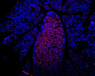 Anti-P2X7 antibody used in IHC (Frozen sections) (IHC-Fr). GTX16827