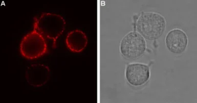 Anti-P2X7 antibody used in Live cell imaging (LCI). GTX16827