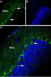 Anti-P2X1 antibody used in IHC (Frozen sections) (IHC-Fr). GTX16925