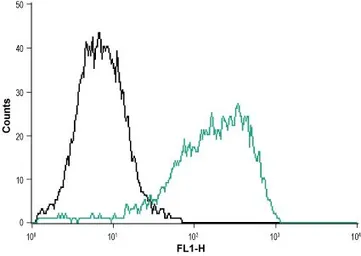 Anti-P2X1 antibody used in Flow cytometry (FACS). GTX16925