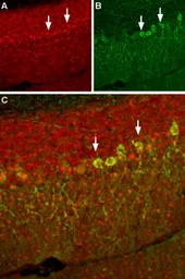 Anti-Pan NaV antibody used in IHC (Frozen sections) (IHC-Fr). GTX16935