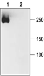 Anti-Pan NaV antibody used in Western Blot (WB). GTX16935