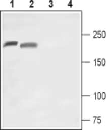 Anti-Nav1.8 antibody used in Western Blot (WB). GTX16972