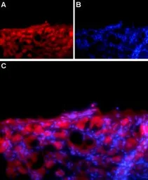 Anti-SCN1B antibody used in IHC (Frozen sections) (IHC-Fr). GTX16973