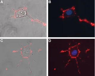 Anti-SCN1B antibody used in Live cell imaging (LCI). GTX16973