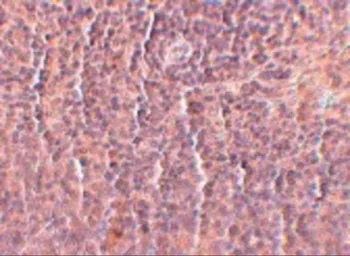 Anti-ORAI3 antibody [2H2G9] used in IHC (Paraffin sections) (IHC-P). GTX17266