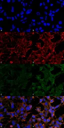 Anti-4 Hydroxynonenal antibody [12F7] used in Immunocytochemistry/ Immunofluorescence (ICC/IF). GTX17571