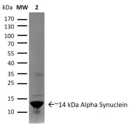 Human alpha Synuclein protein (active, Pre-Formed Fibrils). GTX17669-pro