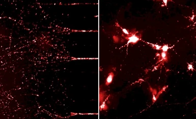 Human alpha Synuclein protein (active, Pre-Formed Fibrils). GTX17669-pro