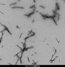 Human alpha Synuclein protein (active, Pre-Formed Fibrils). GTX17669-pro