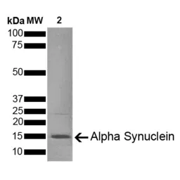 Mouse alpha Synuclein protein (active, Pre-Formed Fibrils). GTX17671-pro