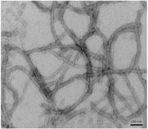 Human Tau (K18) protein, mutant P301L (Pre-formed Fibrils). GTX17675-pro