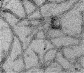 Human Tau (K18) protein, mutant P301L (Pre-formed Fibrils). GTX17675-pro