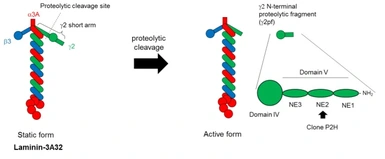 Anti-Laminin gamma 2 antibody [P2H] used in  (). GTX17686