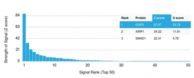 Anti-EGFR antibody [GFR/2341] used in Protein Array (Protein Array). GTX17955