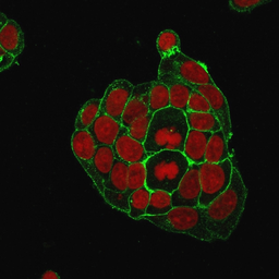 Anti-GluT1 antibody [GLUT1/2476] used in Immunocytochemistry/ Immunofluorescence (ICC/IF). GTX17991