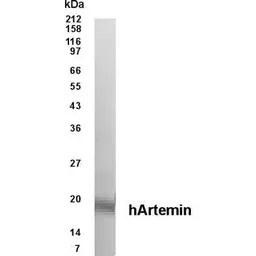 Anti-Hepatitis C virus NS4A protein antibody [497] used in Western Blot (WB). GTX19052