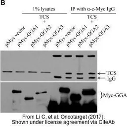 Anti-c-Myc antibody [9E10] used in Western Blot (WB). GTX20032