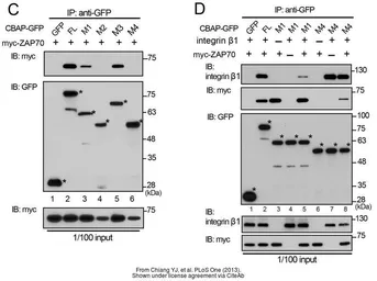 Anti-c-Myc antibody [9E10] used in Western Blot (WB). GTX20032