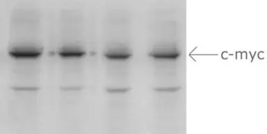 Anti-Myc tag antibody used in Western Blot (WB). GTX20172