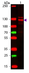 Anti-Collagen I antibody used in Western Blot (WB). GTX20292