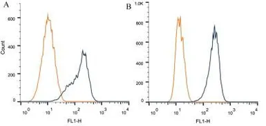 Anti-ARA9 antibody [35-2] used in Flow cytometry (FACS). GTX20468