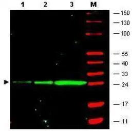 Anti-GFP antibody [9F9.F9] used in Western Blot (WB). GTX21218