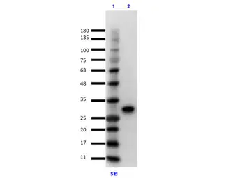 Anti-GFP antibody [9F9.F9] used in Immunoprecipitation (IP). GTX21218