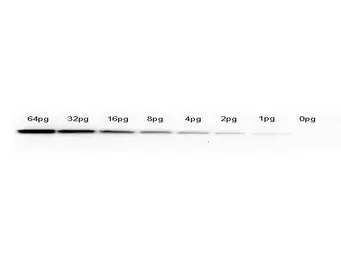 Anti-GFP antibody [9F9.F9] used in Western Blot (WB). GTX21218