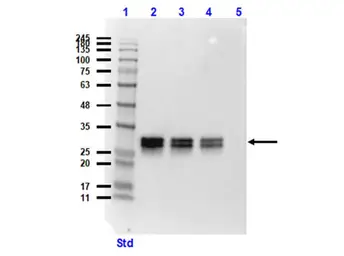 Anti-GFP antibody [9F9.F9] used in Western Blot (WB). GTX21218