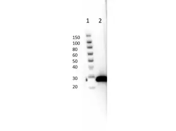 Anti-GFP antibody [9F9.F9] used in Western Blot (WB). GTX21218