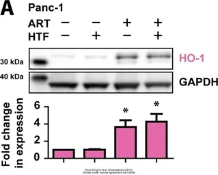 Goat Anti-Rabbit IgG antibody (HRP). GTX213110-01