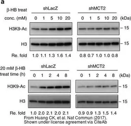 Goat Anti-Rabbit IgG antibody (HRP). GTX213110-01